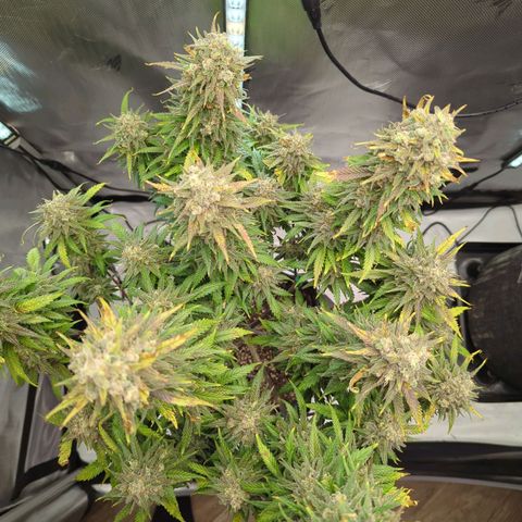 Jack Herer growlog timeline photo