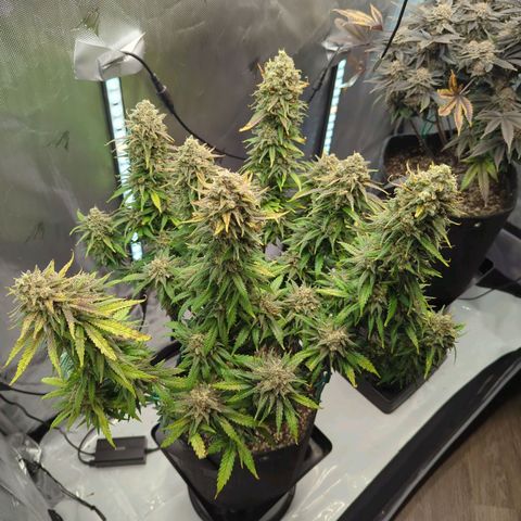 Jack Herer growlog timeline photo