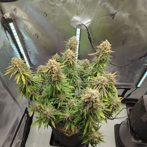 Jack Herer growlog timeline photo