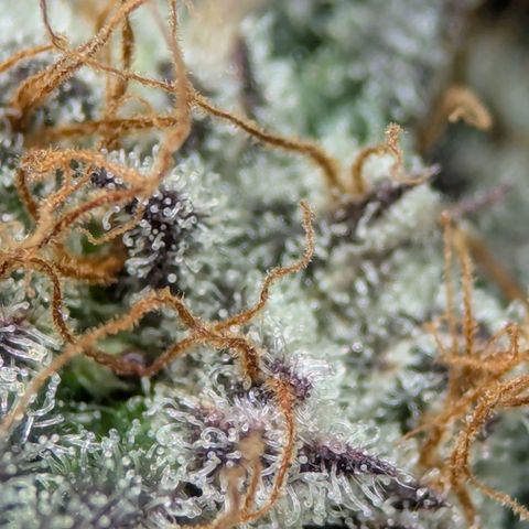 Purple Cherry Punch growlog timeline photo