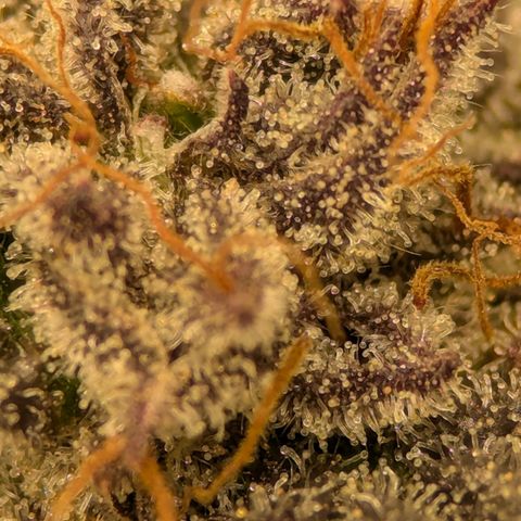 Purple Cherry Punch growlog timeline photo