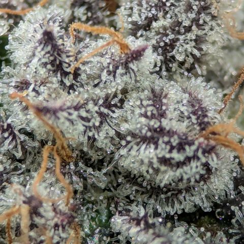 Purple Cherry Punch growlog timeline photo
