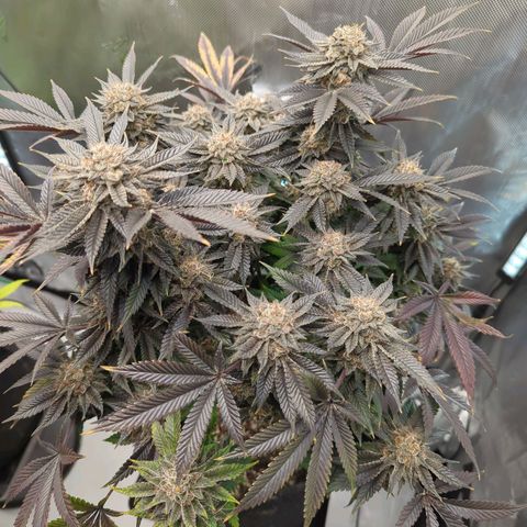 Purple Cherry Punch growlog timeline photo