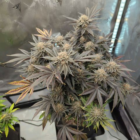 Purple Cherry Punch growlog timeline photo