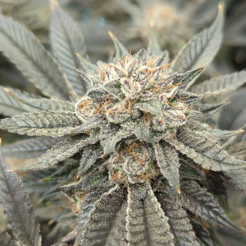 Purple Cherry Punch growlog timeline photo