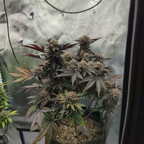 Purple Cherry Punch growlog timeline photo