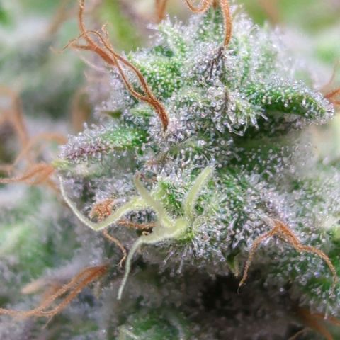 Moon Fog growlog timeline photo
