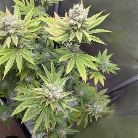 Moon Fog growlog timeline photo