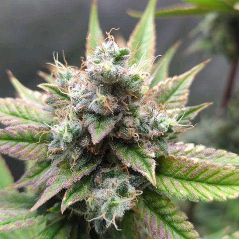 Moon Fog growlog timeline photo