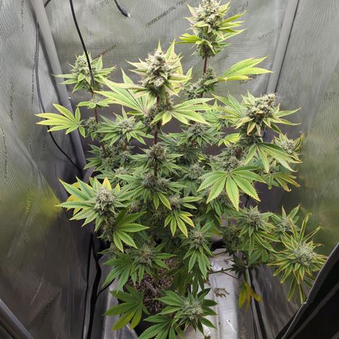 Moon Fog growlog timeline photo