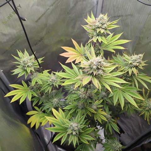 Moon Fog growlog timeline photo
