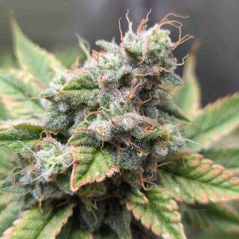 Moon Fog growlog timeline photo