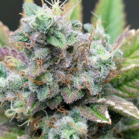 Moon Fog growlog timeline photo