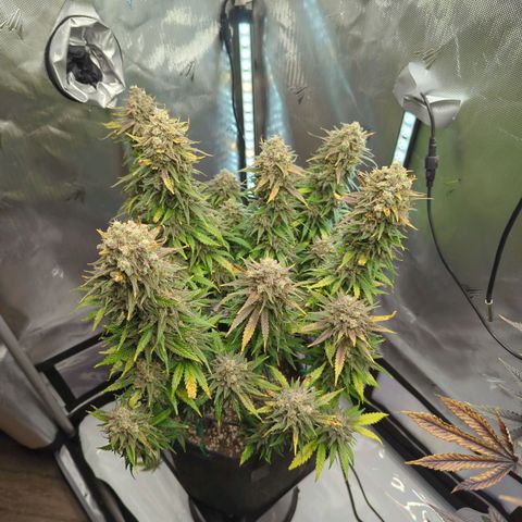 Jack Herer growlog timeline photo