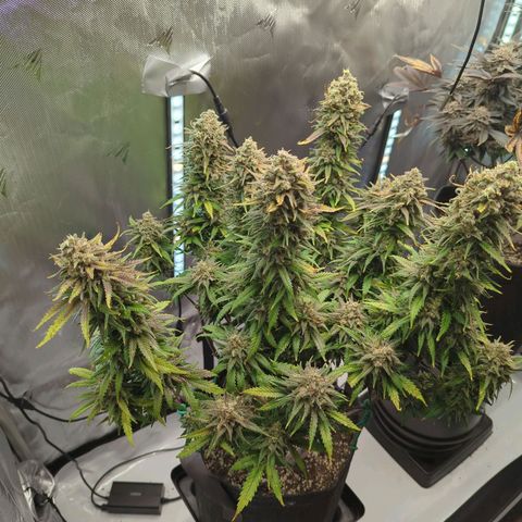 Jack Herer growlog timeline photo