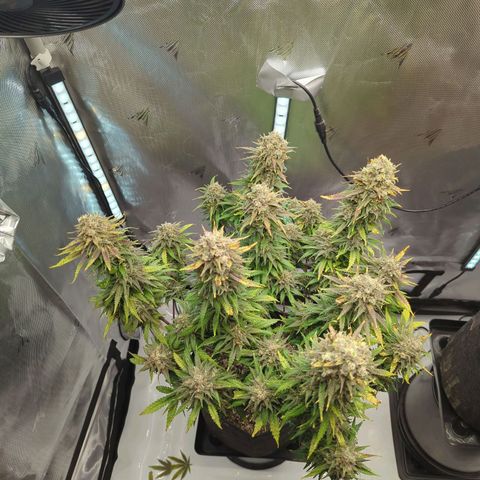Jack Herer growlog timeline photo