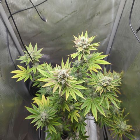 Moon Fog growlog timeline photo