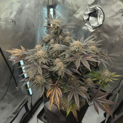 Purple Cherry Punch growlog timeline photo