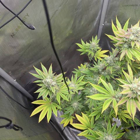 Moon Fog growlog timeline photo