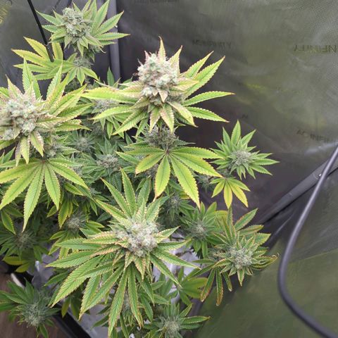 Moon Fog growlog timeline photo
