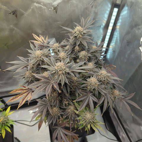Purple Cherry Punch growlog timeline photo