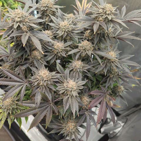 Purple Cherry Punch growlog timeline photo
