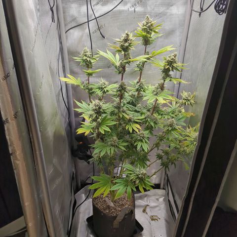 Moon Fog growlog timeline photo