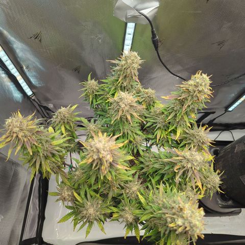Jack Herer growlog timeline photo