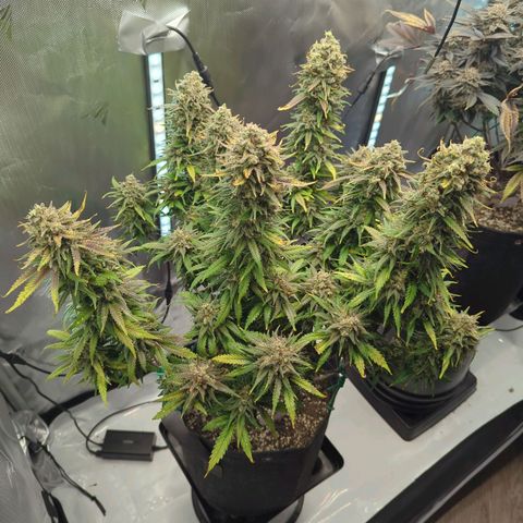 Jack Herer growlog timeline photo