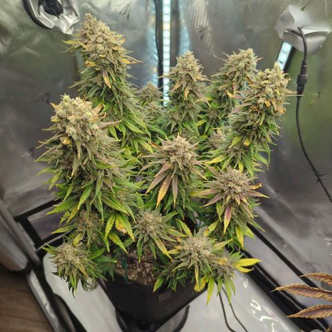 Jack Herer growlog timeline photo