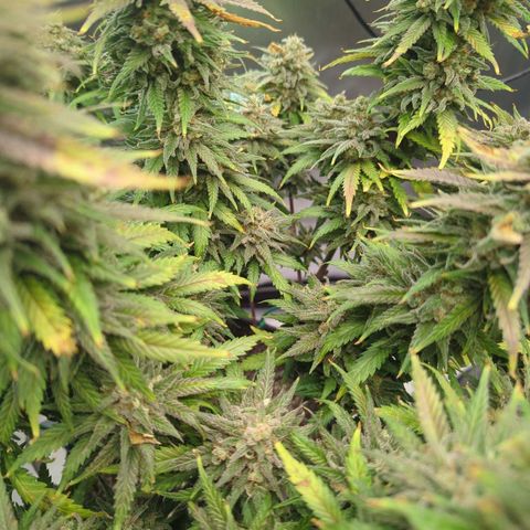 Jack Herer growlog timeline photo