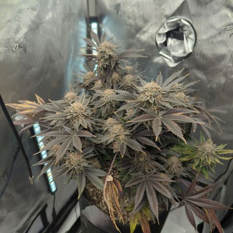 Purple Cherry Punch growlog timeline photo