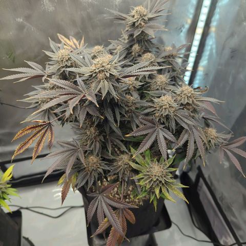 Purple Cherry Punch growlog timeline photo