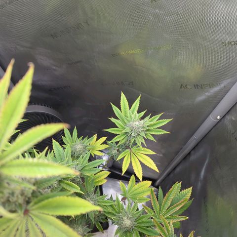 Moon Fog growlog timeline photo