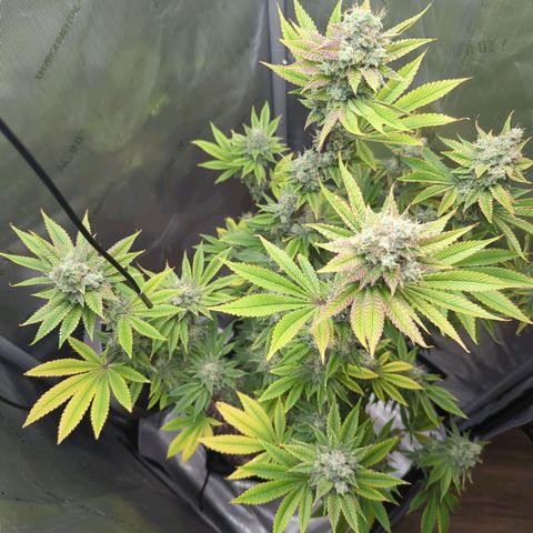 Moon Fog growlog timeline photo