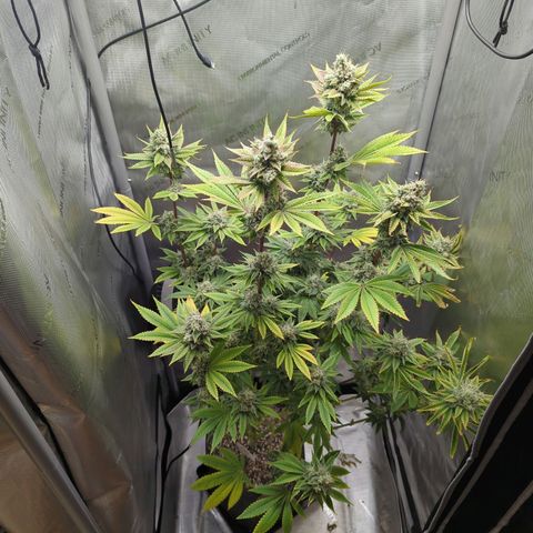 Moon Fog growlog timeline photo