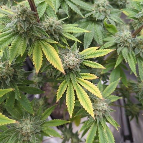 Moon Fog growlog timeline photo