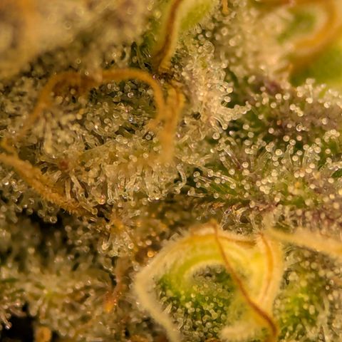 Jack Herer growlog photo: I think she's ready. Very close! 