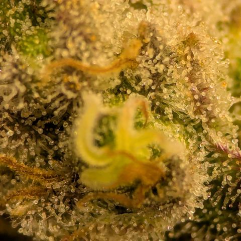 Jack Herer growlog photo: I think she's ready. Very close! 