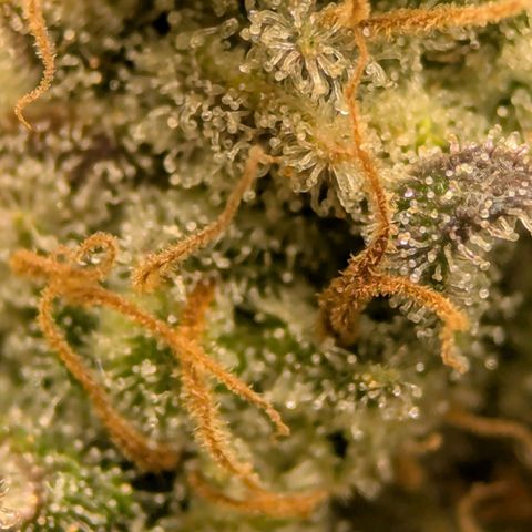 Jack Herer growlog photo: I think she's ready. Very close! 