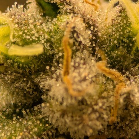 Jack Herer growlog photo: I think she's ready. Very close! 