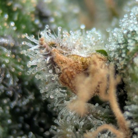 Jack Herer growlog photo: I think she's ready. Very close! 