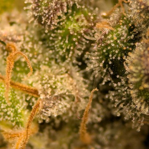 Jack Herer growlog photo: I think she's ready. Very close! 