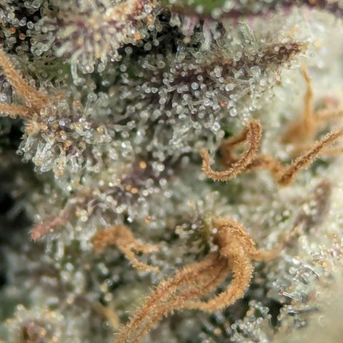 Jack Herer growlog photo: I think she's ready. Very close! 
