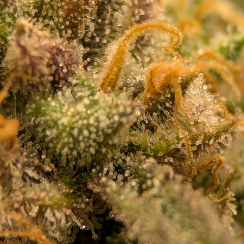 Jack Herer growlog photo: I think she's ready. Very close! 
