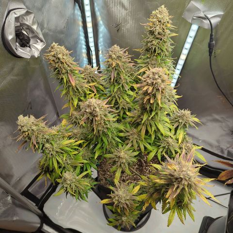 Jack Herer growlog timeline photo