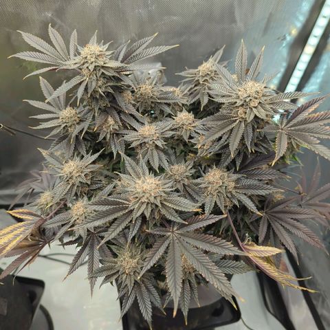 Purple Cherry Punch growlog timeline photo