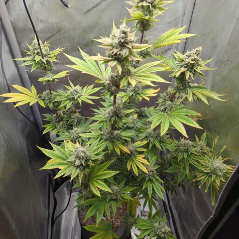Moon Fog growlog timeline photo