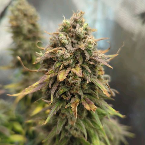 Jack Herer growlog timeline photo