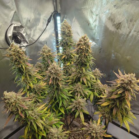 Jack Herer growlog timeline photo